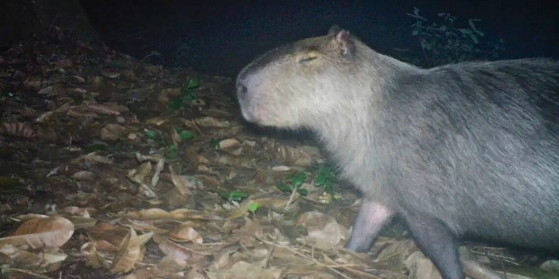 Seis homens são presos por agredir capivara no Rio de Janeiro. Animal foi resgatado com ferimentos e levado para hospital veterinário. Caso é crime ambiental.