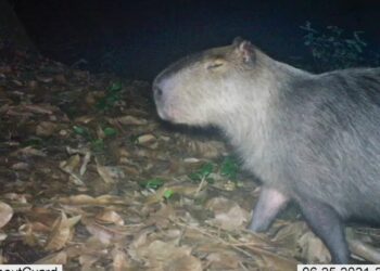 Seis homens são presos por agredir capivara no Rio de Janeiro. Animal foi resgatado com ferimentos e levado para hospital veterinário. Caso é crime ambiental.