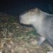 Seis homens são presos por agredir capivara no Rio de Janeiro. Animal foi resgatado com ferimentos e levado para hospital veterinário. Caso é crime ambiental.