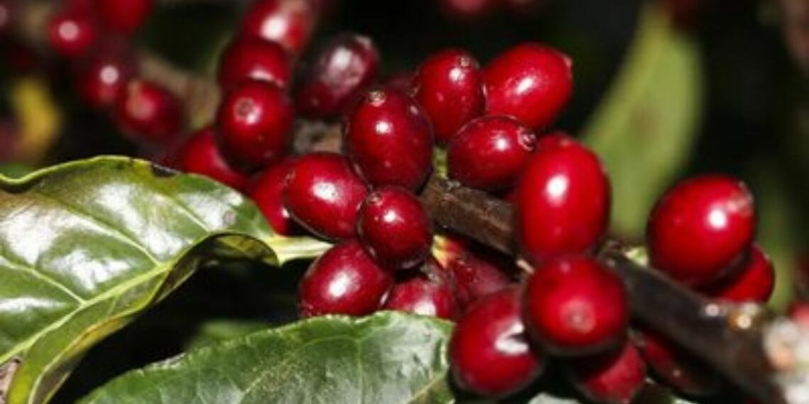 Agricultores já podem consultar os preços mínimos da safra 2026/2027. Café arábica, conilon, laranja, trigo e sisal têm valores definidos pelo governo.
