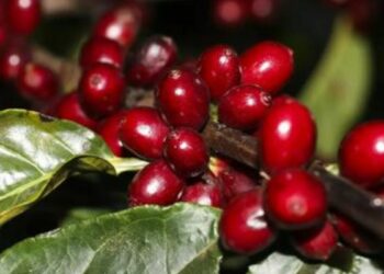 Agricultores já podem consultar os preços mínimos da safra 2026/2027. Café arábica, conilon, laranja, trigo e sisal têm valores definidos pelo governo.
