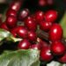 Agricultores já podem consultar os preços mínimos da safra 2026/2027. Café arábica, conilon, laranja, trigo e sisal têm valores definidos pelo governo.