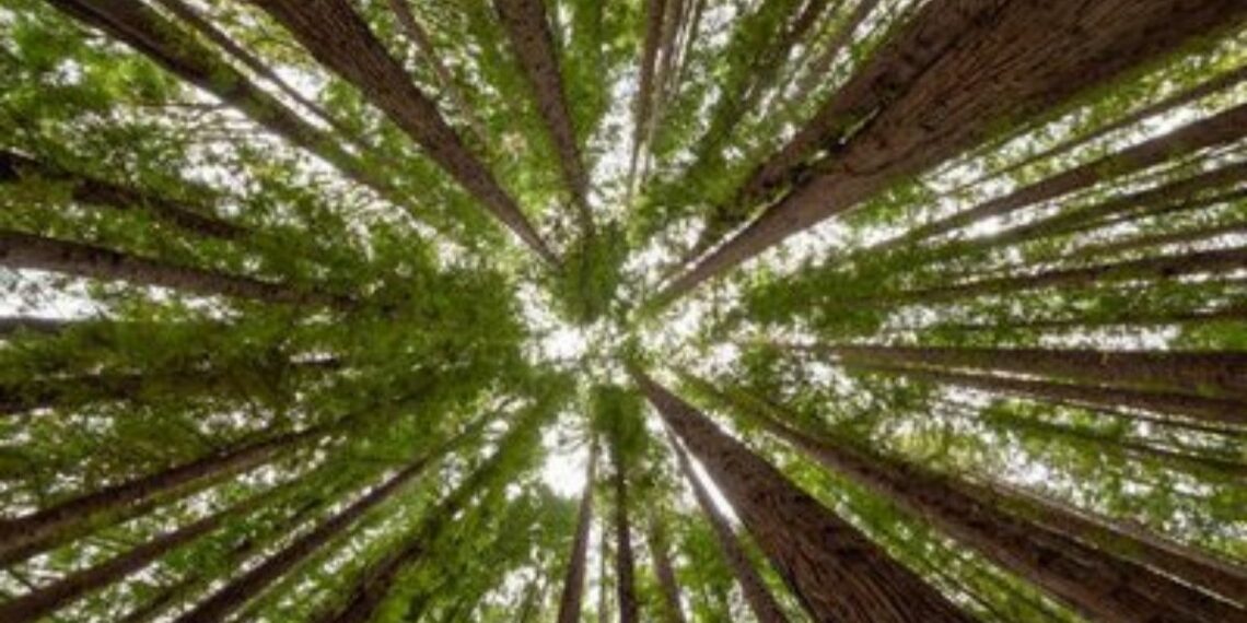 Governo federal destina R$ 1,8 bilhão para sistemas agroflorestais, incentivando recuperação ambiental e produção sustentável no Brasil.