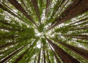 Governo federal destina R$ 1,8 bilhão para sistemas agroflorestais, incentivando recuperação ambiental e produção sustentável no Brasil.