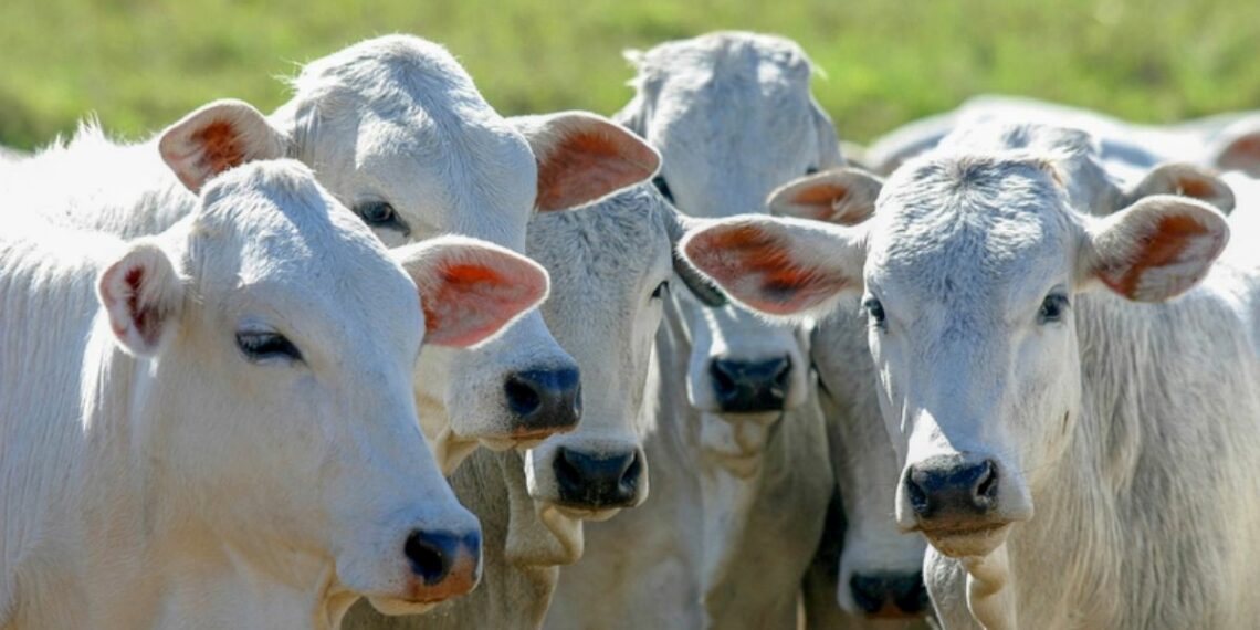 CMN amplia crédito do RenovAgro para melhoramento genético animal, incentivando produtividade e sustentabilidade na pecuária.