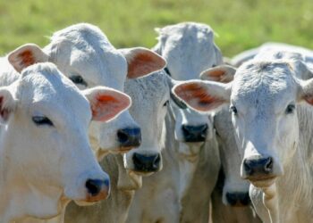 CMN amplia crédito do RenovAgro para melhoramento genético animal, incentivando produtividade e sustentabilidade na pecuária.