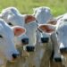 CMN amplia crédito do RenovAgro para melhoramento genético animal, incentivando produtividade e sustentabilidade na pecuária.