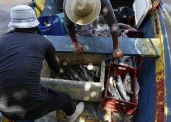 Ministério do Trabalho libera sexto lote do seguro-defeso para mais de 110 mil pescadores. Veja quem tem direito e os critérios atualizados do benefício.