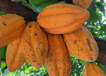 Alta histórica do cacau eleva preços do chocolate e pressiona consumidores.