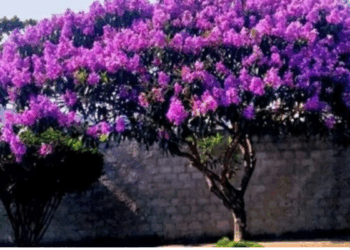 a floração das quaresmeiras em domingos martins, no espírito santo, colore a cidade durante o outono e atrai visitantes. saiba mais sobre a planta e seu significado na quaresma.