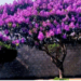 a floração das quaresmeiras em domingos martins, no espírito santo, colore a cidade durante o outono e atrai visitantes. saiba mais sobre a planta e seu significado na quaresma.