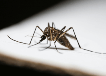 Projeção indica até 2 milhões de casos de dengue no Brasil em 2026. Combate aos focos do mosquito ainda é principal forma de prevenção.