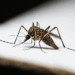 Projeção indica até 2 milhões de casos de dengue no Brasil em 2026. Combate aos focos do mosquito ainda é principal forma de prevenção.