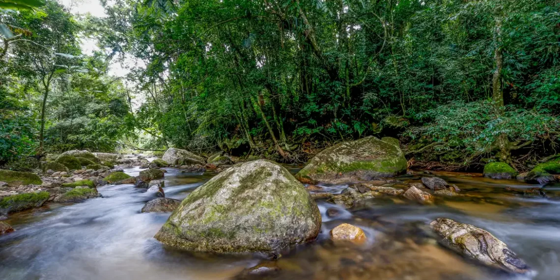 Ministério do Meio Ambiente lança plano decenal para fortalecer o Sisnama até 2036 e ampliar a gestão ambiental no Brasil.