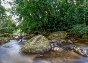 Ministério do Meio Ambiente lança plano decenal para fortalecer o Sisnama até 2036 e ampliar a gestão ambiental no Brasil.