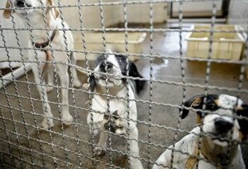 Decreto assinado por Lula amplia multas por maus-tratos a animais, cria agravantes e permite aumento das penalidades em situações graves.
