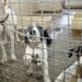 Decreto assinado por Lula amplia multas por maus-tratos a animais, cria agravantes e permite aumento das penalidades em situações graves.