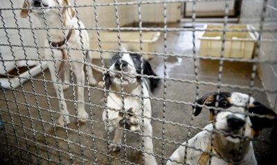 Decreto assinado por Lula amplia multas por maus-tratos a animais, cria agravantes e permite aumento das penalidades em situações graves.