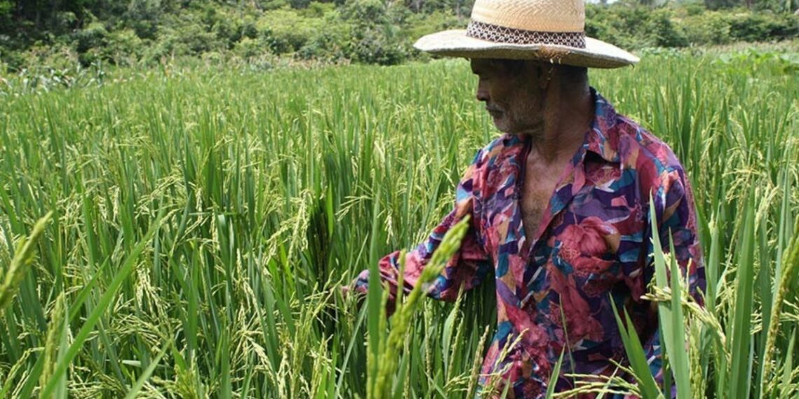 PL 121/2022 propõe inclusão obrigatória de produtos da agricultura familiar nas cestas básicas do governo federal.