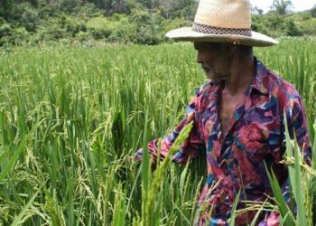 PL 121/2022 propõe inclusão obrigatória de produtos da agricultura familiar nas cestas básicas do governo federal.