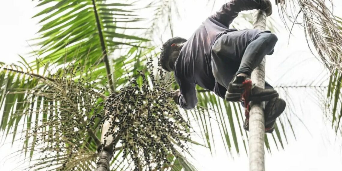 Governo investe R$ 132 milhões em regularização fundiária e assistência técnica na Amazônia Legal para combater o desmatamento e apoiar agricultores.