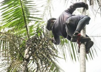 Governo investe R$ 132 milhões em regularização fundiária e assistência técnica na Amazônia Legal para combater o desmatamento e apoiar agricultores.