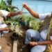 Ministério da Saúde intensifica combate à chikungunya em Dourados com novos agentes, ações emergenciais e apoio às comunidades indígenas.