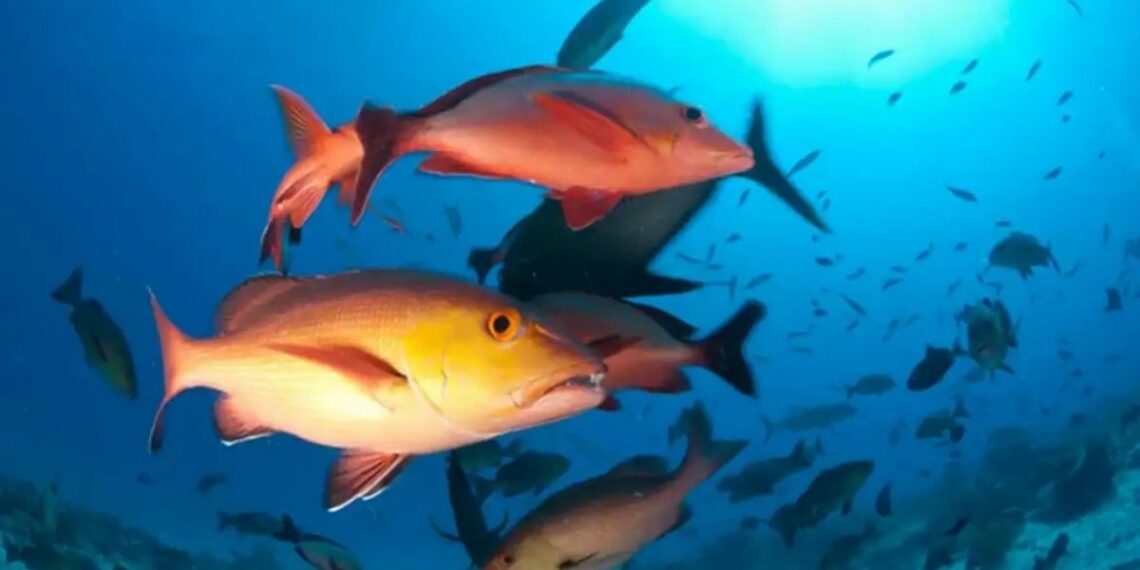 Nova lista de espécies aquáticas ameaçadas no Brasil mantém 490 animais em risco e amplia medidas de proteção com base em critérios científicos internacionais.
