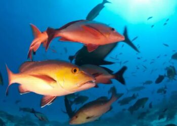 Nova lista de espécies aquáticas ameaçadas no Brasil mantém 490 animais em risco e amplia medidas de proteção com base em critérios científicos internacionais.