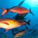 Nova lista de espécies aquáticas ameaçadas no Brasil mantém 490 animais em risco e amplia medidas de proteção com base em critérios científicos internacionais.