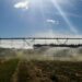 Relatório internacional alerta que 20% das espécies dependentes do solo estão ameaçadas de extinção e destaca a necessidade de mais pesquisas para proteger a biodiversidade e a segurança alimentar.