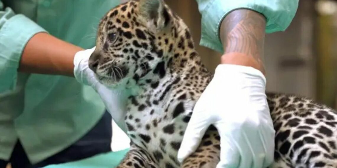Filhote de onça-pintada nasce no BioParque Vale Amazônia, no Pará, e recebe nome Xingu após votação popular; espécie é símbolo da conservação ambiental.