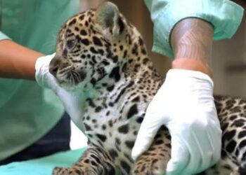 Filhote de onça-pintada nasce no BioParque Vale Amazônia, no Pará, e recebe nome Xingu após votação popular; espécie é símbolo da conservação ambiental.