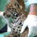 Filhote de onça-pintada nasce no BioParque Vale Amazônia, no Pará, e recebe nome Xingu após votação popular; espécie é símbolo da conservação ambiental.