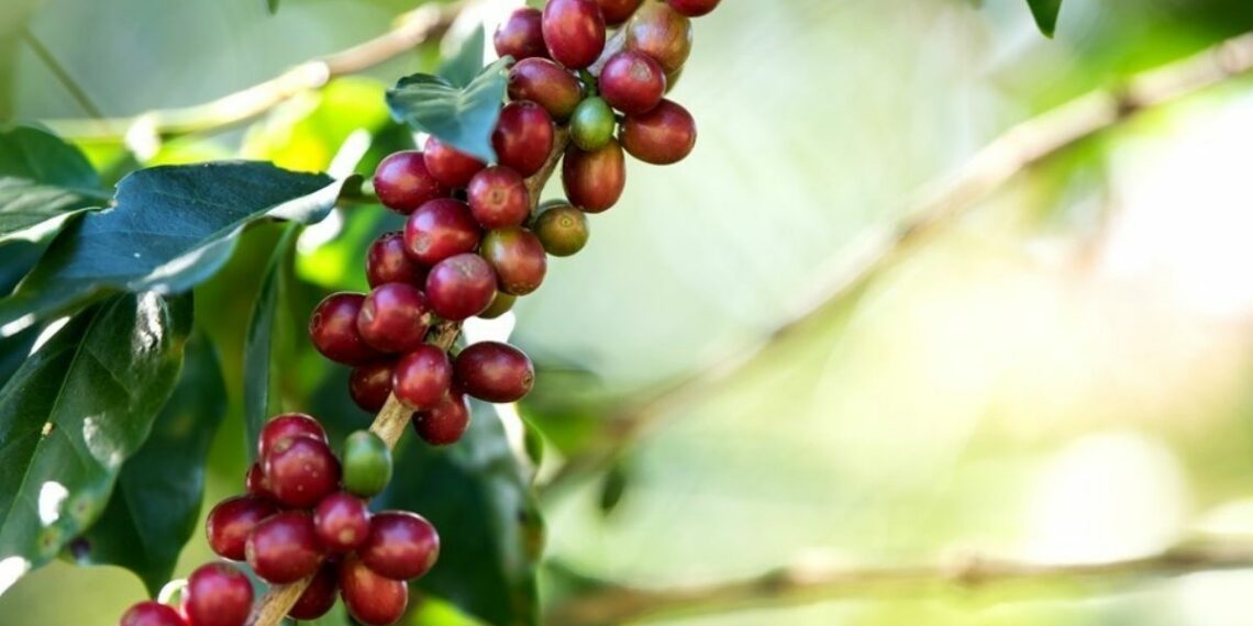 Ifes abre inscrições até 21 de maio para mestrado profissional em cafeicultura. Curso gratuito com 11 vagas começa em agosto de 2026, em Colatina.