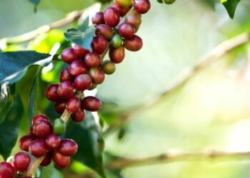 Ifes abre inscrições até 21 de maio para mestrado profissional em cafeicultura. Curso gratuito com 11 vagas começa em agosto de 2026, em Colatina.