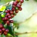 Ifes abre inscrições até 21 de maio para mestrado profissional em cafeicultura. Curso gratuito com 11 vagas começa em agosto de 2026, em Colatina.