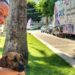 Programa Pet Vida realiza castração, microchipagem e vacinação gratuita de cães e gatos em Marataízes, promovendo saúde pública e bem-estar animal.
