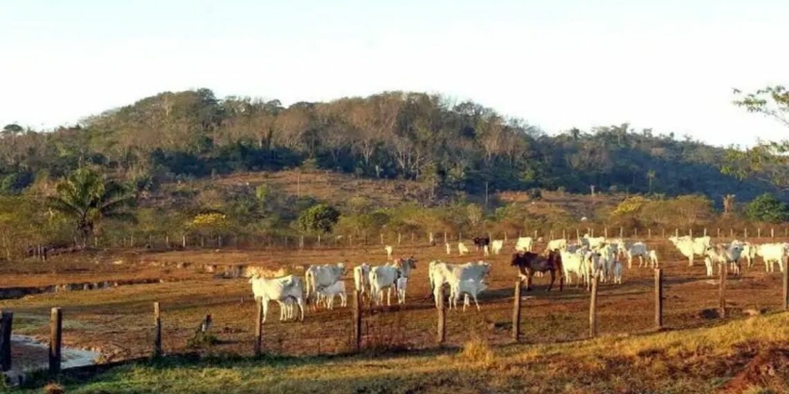 STF confirma validade de lei que impõe limites à compra de terras por estrangeiros, destacando soberania nacional e controle fundiário.