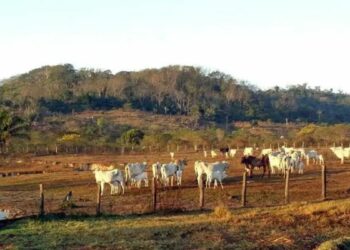 STF confirma validade de lei que impõe limites à compra de terras por estrangeiros, destacando soberania nacional e controle fundiário.