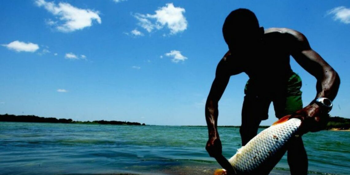 Portaria interministerial fortalece gestão sustentável da pesca no Brasil com foco em monitoramento, dados e conservação ambiental.