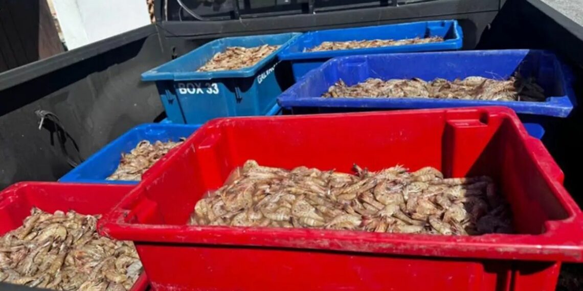 Quatro pescadores foram presos pela Polícia Federal com 350 kg de camarão rosa durante o período de defeso na Baía de Sepetiba, em Itaguaí (RJ), reforçando o combate à pesca ilegal.