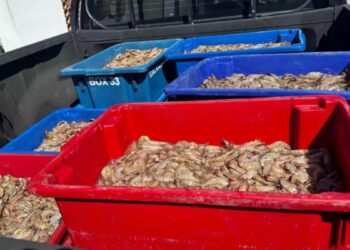Quatro pescadores foram presos pela Polícia Federal com 350 kg de camarão rosa durante o período de defeso na Baía de Sepetiba, em Itaguaí (RJ), reforçando o combate à pesca ilegal.