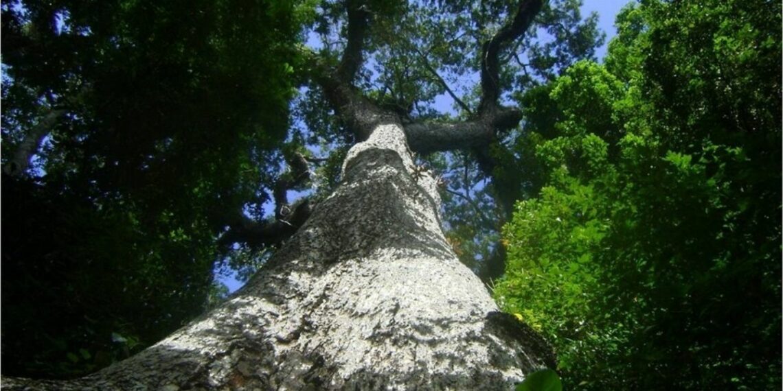 O Iema divulgou as diretrizes para a eleição de representantes da sociedade civil no Conselho do Parque Estadual Mata das Flores. A plenária acontece em 30 de abril, em Castelo, Espírito Santo.