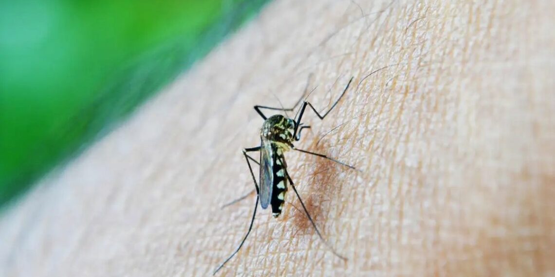 Estudo revela que dengue pode elevar em até 30 vezes o risco de Síndrome de Guillain-Barré, destacando a importância da prevenção.