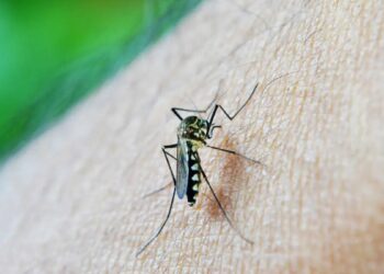 Estudo revela que dengue pode elevar em até 30 vezes o risco de Síndrome de Guillain-Barré, destacando a importância da prevenção.