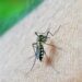 Estudo revela que dengue pode elevar em até 30 vezes o risco de Síndrome de Guillain-Barré, destacando a importância da prevenção.