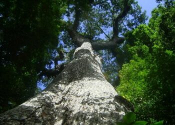 O Iema divulgou as diretrizes para a eleição de representantes da sociedade civil no Conselho do Parque Estadual Mata das Flores. A plenária acontece em 30 de abril, em Castelo, Espírito Santo.