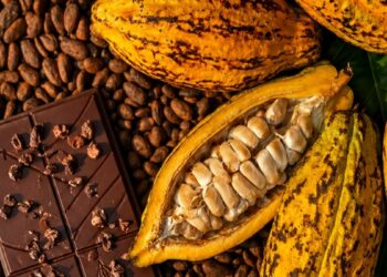 Produtores rurais do Espírito Santo já podem se inscrever no 10º Concurso da Qualidade de Amêndoas do Cacau Capixaba. Premiação chega a R$ 6 mil.