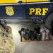 Polícia Rodoviária Federal apreende 400 kg de mercúrio em Roraima, maior registro da história da corporação. Material seria usado no garimpo ilegal.